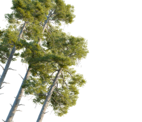 Pinus sylvestris tree corner view, cutout, transparent background, isolate, Sunlit pine trees reaching skyward with vibrant green foliage detail