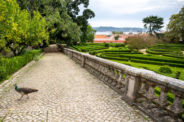 Single peacock on terrace overlooking garden in Belem, Lisbon, Portugal