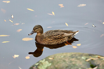 Female mallard duck swimming on calm water in autumn. Close-up view of a female mallard duck swimming on calm water with autumn leaves floating around.