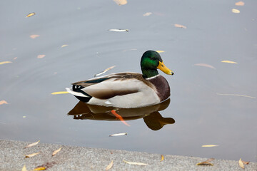 Male mallard duck swimming on calm water in autumn. Close-up view of a male mallard duck swimming on calm water with autumn leaves floating around