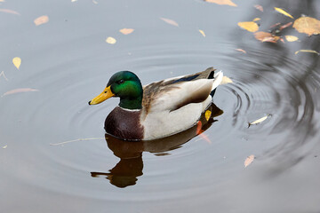 Male mallard duck swimming on calm water in autumn. Close-up view of a male mallard duck swimming on calm water with autumn leaves floating around.