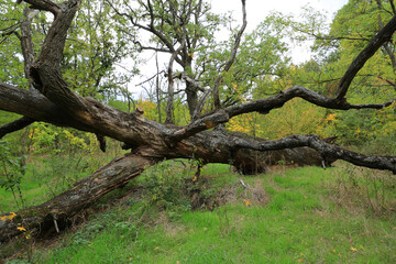 Obraz premium big dead tree in forest