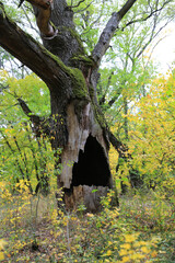 Obraz premium hollow in trunk of an old oak tree