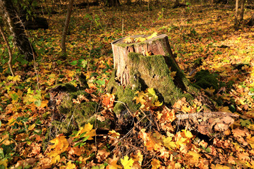  wooden stump in autumn forest