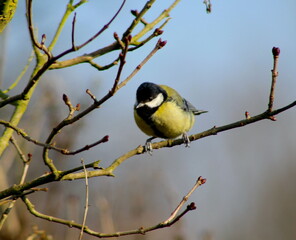 Kohlmeise auf einem Ast