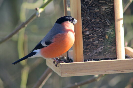 Gimpel an einem Vogelh&auml;uschen