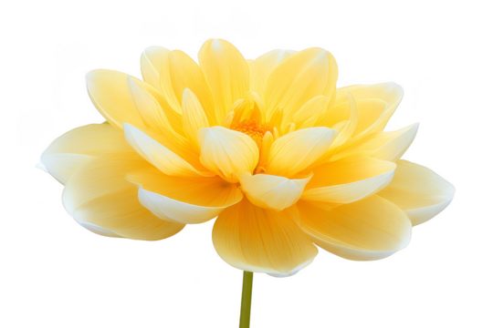 Yellow dahlia flower with soft petals and gentle lighting, isolated on transparency background, showcasing natural beauty and delicate texture, perfect for botanical and floral design concepts - Powered by Adobe