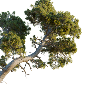 Pinus muricata tree corner view, cutout, transparent background, isolate, Majestic pine tree branches reach skyward with lush green foliage