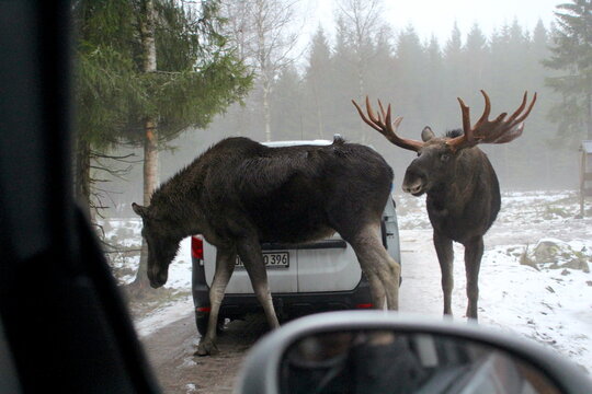 Elche in einem Elchpark