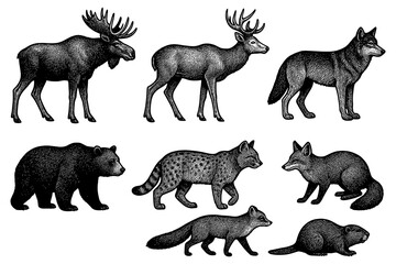 Fototapeta premium Intricate engraved wild animals collection in black and white