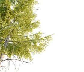 Larix laricina tree corner view, cutout, transparent background, isolate, Lush green tree branches bursting with vibrant spring foliage
