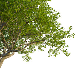 Pistacia lentiscus tree corner view, cutout, transparent background, isolate, Vibrant green tree branches with lush foliage, perfect for nature projects