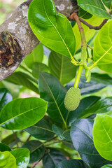 Young jackfruit still on the tree. budding male jackfruit flower growing on a tree branch.