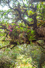 A vibrant display of orchids and greenery in Purace, Cauca, Colombia showcasing the beauty of nature.