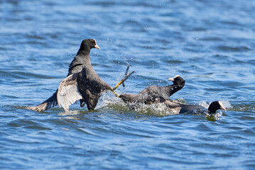Eurasian Coots fighting over territory ( Fulica Atra ). Birds Fighting