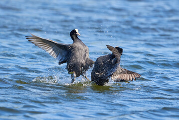 Eurasian Coots fighting over territory ( Fulica Atra ). Birds Fighting