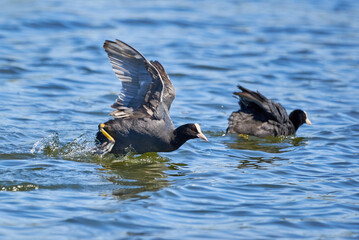 Eurasian Coot running on water ( Fulica Atra ). 