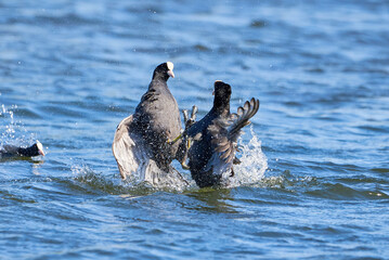 Eurasian Coots fighting over territory ( Fulica Atra ). Birds Fighting
