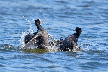 Eurasian Coots fighting over territory ( Fulica Atra ). Birds Fighting