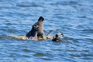 Eurasian Coots fighting over territory ( Fulica Atra ). Birds Fighting