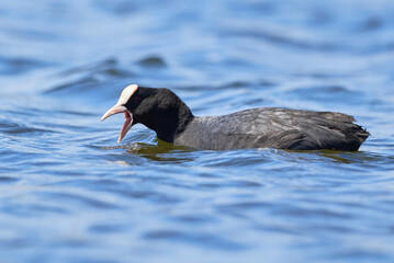 Eurasian Coot searching for food ( Fulica Atra ). 