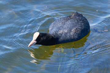 Eurasian Coot searching for food ( Fulica Atra ). 