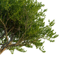 Argania spinosa tree corner view, cutout, transparent background, isolate, Vibrant green tree branches with detailed bark and lush foliage