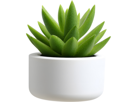 Small potted succulent plant isolated on transparent background, symbolizing freshness and minimal home decor.