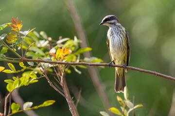 Piratic flycatcher (Legatus leucophaius)