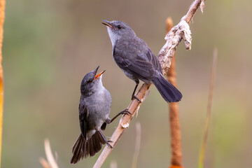Sooty Tyrannulet (Serpophaga nigricans)