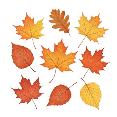 Fototapeta premium Autumn Maple and Oak Leaves isolated on a transparent background