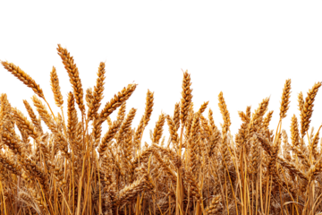 Golden Wheat Stalks Isolated On Transparent Background Ready For Design, PNG