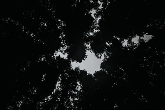 Dark silhouette of tall trees framing a cloudy sky, creating a dramatic contrast between nature and the overcast atmosphere, evoking a sense of tranquility and mystery