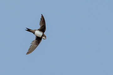 Alpensegler (Tachymarptis melba)