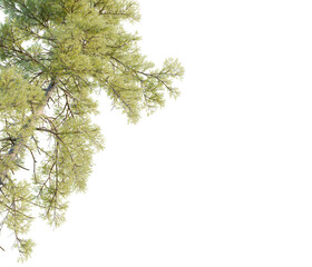 Pinus lambertiana tree corner view, cutout, transparent background, isolate, Lush green tree branches with delicate leaves, natural beauty