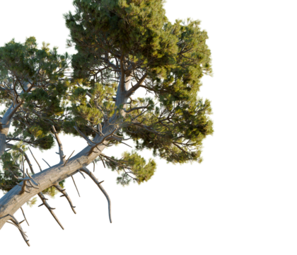Pinus muricata tree corner view, cutout, transparent background, isolate, Majestic evergreen tree branch with lush green foliage, natural beauty