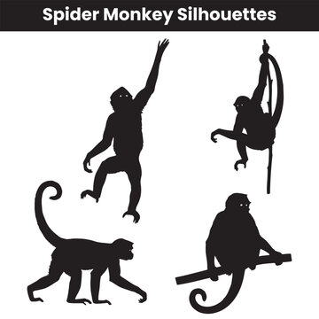 Spider Monkey Silhouettes