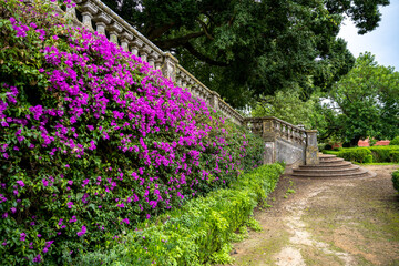 Stone staircase beside a wall covered with purple flowering vines in a garden with trees in Lisbon, Portugal