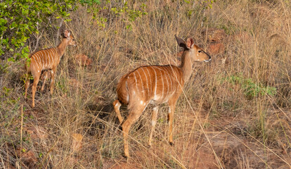 Nyala ewe and her lamb. © Adrian