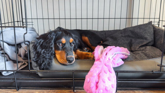 Russian hunting spaniel puppy with black and tan fur lying in a soft bed inside a metal crate with a pink plush toy. Concept of pet rest, comfort, safety, and responsible dog care at home