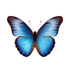 Tropical Jewel of the Sky