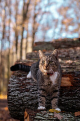 Naklejka premium cat on the forest