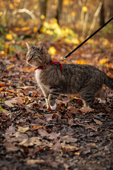 Autumn forest and cat © diana