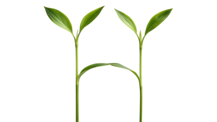 Two fresh green plant shoots forming natural arch growth concept isolated on white background