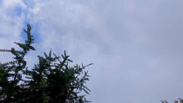 Skyward tree silhouette, Cloudy sky backgrounds with branches, Silhouetted conifer against changing sky and cloud
