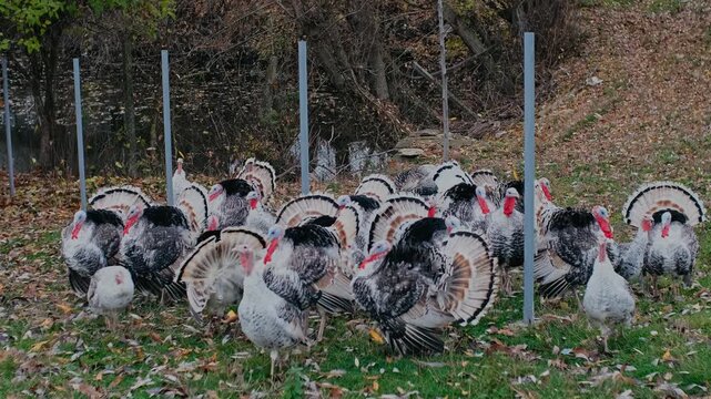Domestic Turkeys: A Guide to Toms, Hens, and Backyard Life
