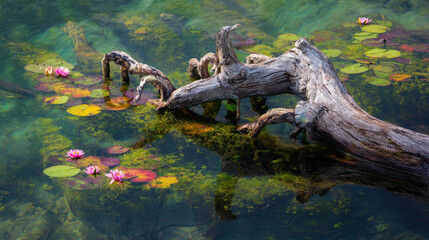 Obraz premium Water lilies blooming around a fallen log in clear pond water
