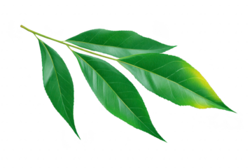 Green eucalyptus leaf branch isolated on transparency background, showing fresh, natural, botanical texture and vibrant color, perfect for nature, wellness, or spa concepts