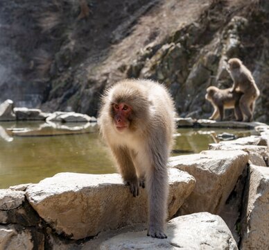 Japanese macaque (macaca fuscata) running on rocks near water, Yamanouchi, Nagano Prefecture, Honshu Island, Japan