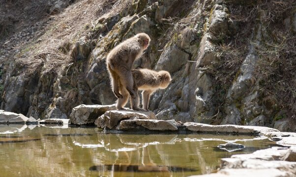 Japanese macaque (Macaca fuscata) mating on rocks near water, Yamanouchi, Nagano Prefecture, Honshu Island, Japan